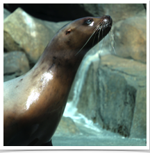 Harbor Seal - Curious Harbor Seal - Curious